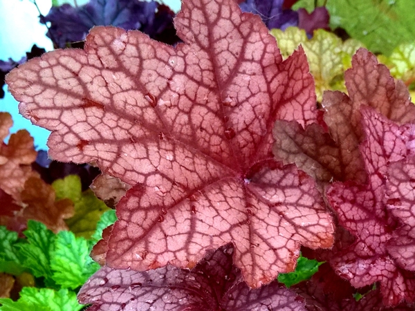 Alūnė ,Encore' (lot. Heuchera) Alūnė ,Encore' (lot. Heuchera)